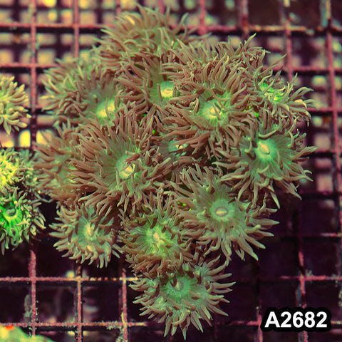 Item#A2682IN2682(M) WYSIWYG Aussie Ultra Neon Stem Duncan Colony