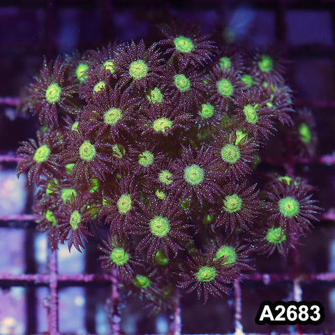 Item#A2683IN2683(S) WYSIWYG Aussie Ultra Glitter Bomb Goniopora Mini Colony