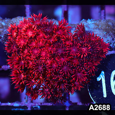 Item#A2688IN2688(S) WYSIWYG Aussie Ultra Red Goniopora