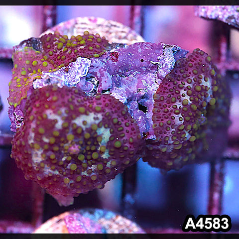 Item#A4583IN4583(S) WYSIWYG Indo Ultra Lava Lamp Mushrooms