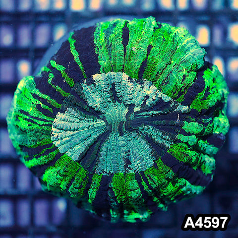 Item#A4597IN4597(M) WYSIWYG Aussie Ultra Acanthophyllia