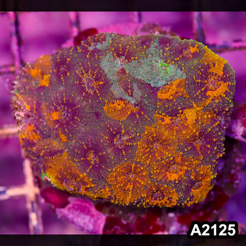 Item#A2125IN2125(M) WYSIWYG Indo Cultured Rainbow Acanthastrea Echinata Colony