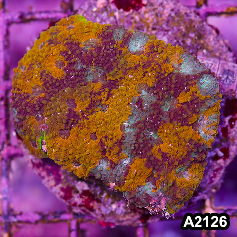 Item#A2126IN2126(M) WYSIWYG Indo Cultured Rainbow Acanthastrea Echinata Colony