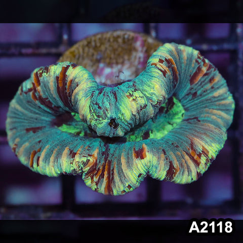Item#A21182118(S) WYSIWYG Western Australia Ultra Unique Trachy
