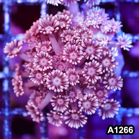 Item#A1266RW1266(S) WYSIWYG Indo Cultured Rainbow Goniopora Colony
