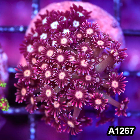 Item#A1267RW1267(S) WYSIWYG Indo Cultured Rainbow Goniopora Colony