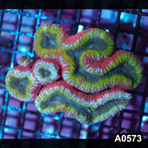Item#A0573IN0573(L) WYSIWYG Aussie Rainbow Lobophyllia Colony