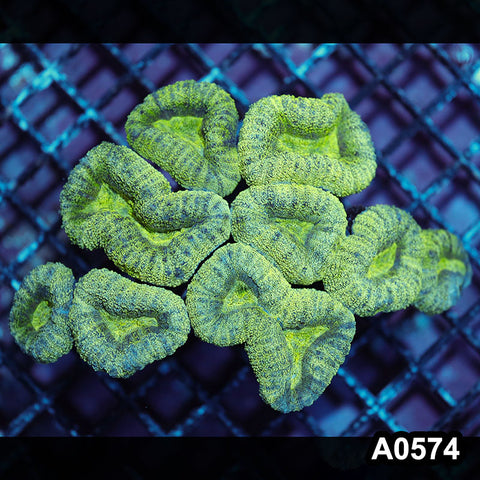Item#A0574IN0574(L) WYSIWYG Aussie Ultra Unique Lobophyllia Colony