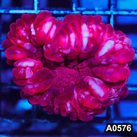 Item#A0576IN0576(M) WYSIWYG Aussie Ultra Cynarina