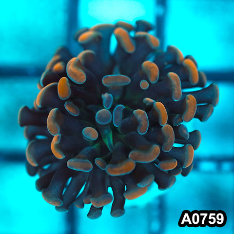 Item#A0759FM0759(S) WYSIWYG Cultured Indo Ultra Peach Tip Branching Hammer Single Head