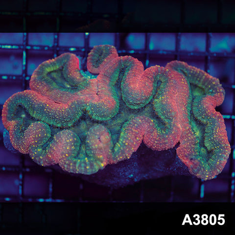 Item#A3805IN3805(L) WYSIWYG Indo Ultra Unique Lobophyllia Colony