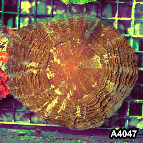 Item#A4047IN4047(M) WYSIWYG Indo Ultra Gold Tiger Acanthophyllia