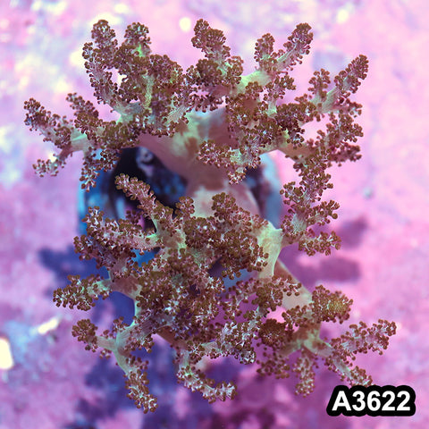 Item#A3622IN3622(M) WYSIWYG Indo Ultra Stem Kenya Tree