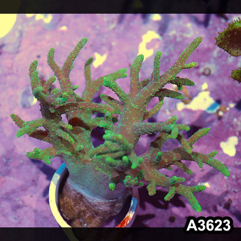 Item#A3623IN3623(M) WYSIWYG Aussie Ultra Neon Sinularia