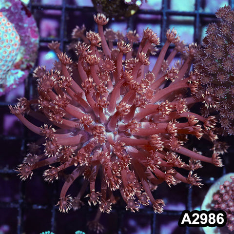 Item#A2986IN2986(M) WYSIWYG Indo Ultra Unique Goniopora Colony