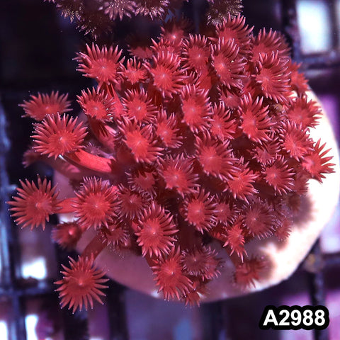 Item#A2988IN2988(S) WYSIWYG Indo Ultra Unique Goniopora Mini Colony