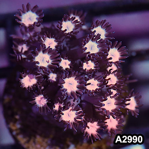 Item#A2990IN2990(S) WYSIWYG Rainbow Goniopora