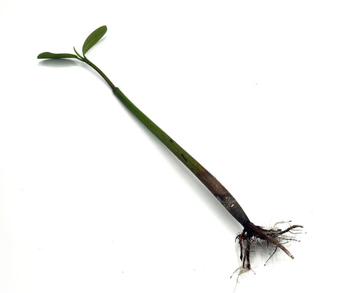 Rhizophora Mangle / Red Mangrove Pods - Single Pod - Small (12-16")