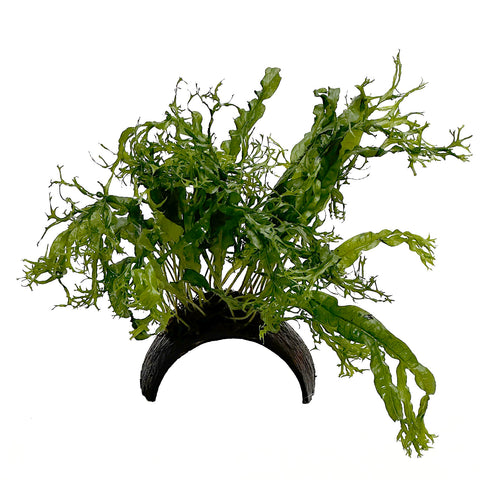 DS Java Fern - Windelov on Coconut Arch (Microsorum Pteropus)